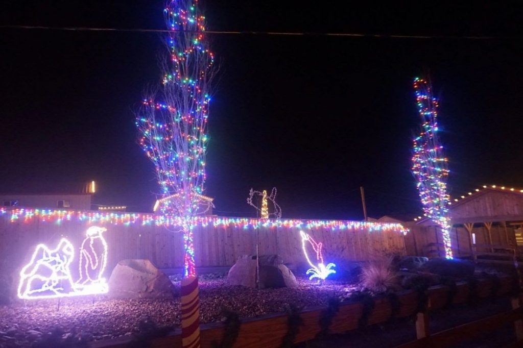 lights at animal adventure park jungle holiday event