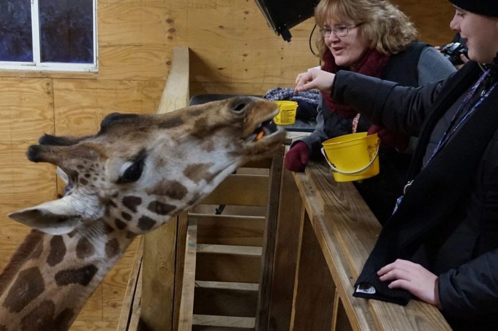 two women feed carrots to a female giraffe and talk to her