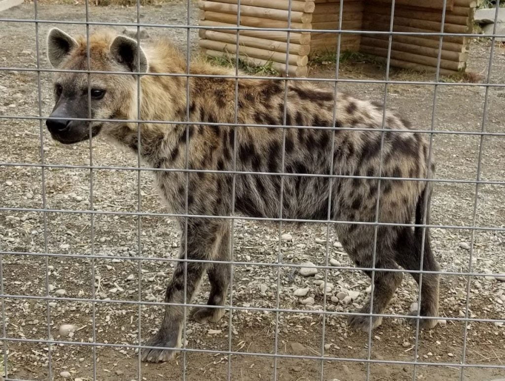 hyena on exhibit at animal adventure park jungle bells