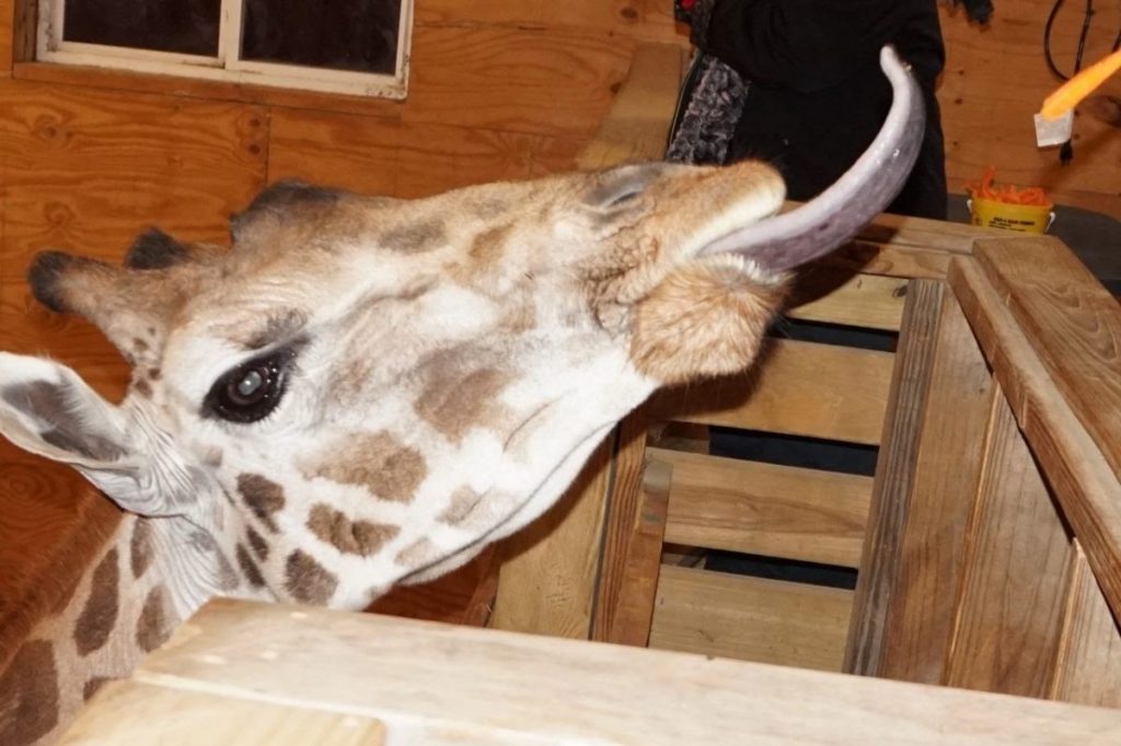 large female giraffe reaches her tongue out toward visitors to get more carrots