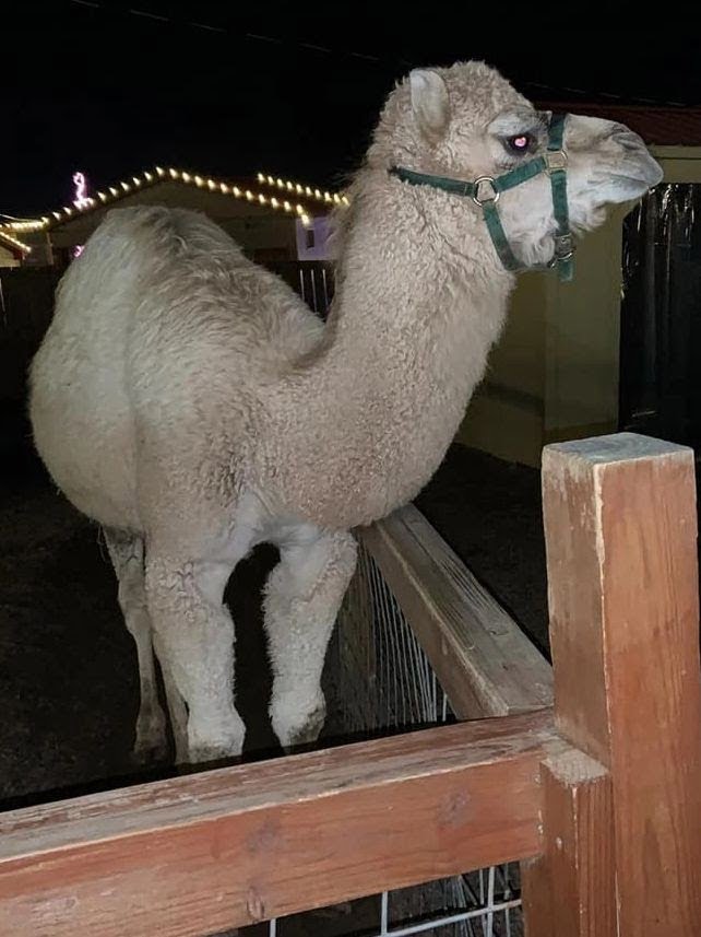 baby camel greets visitors at the jungle bells holiday lights event in the petting zoo area