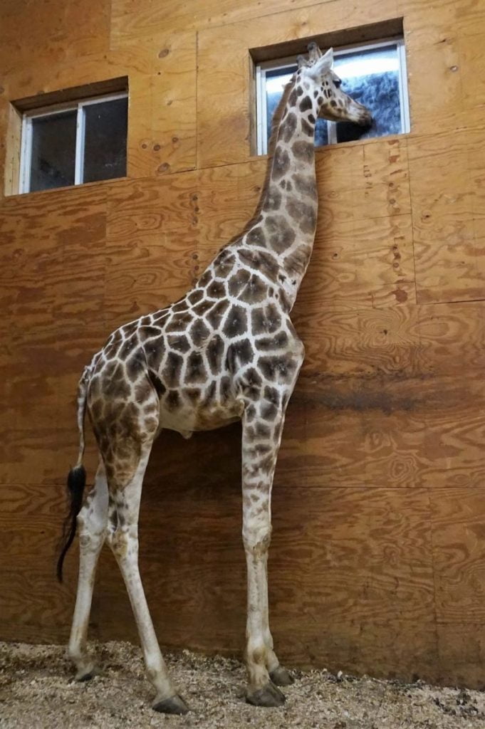 large male giraffe looks out a window of his barn