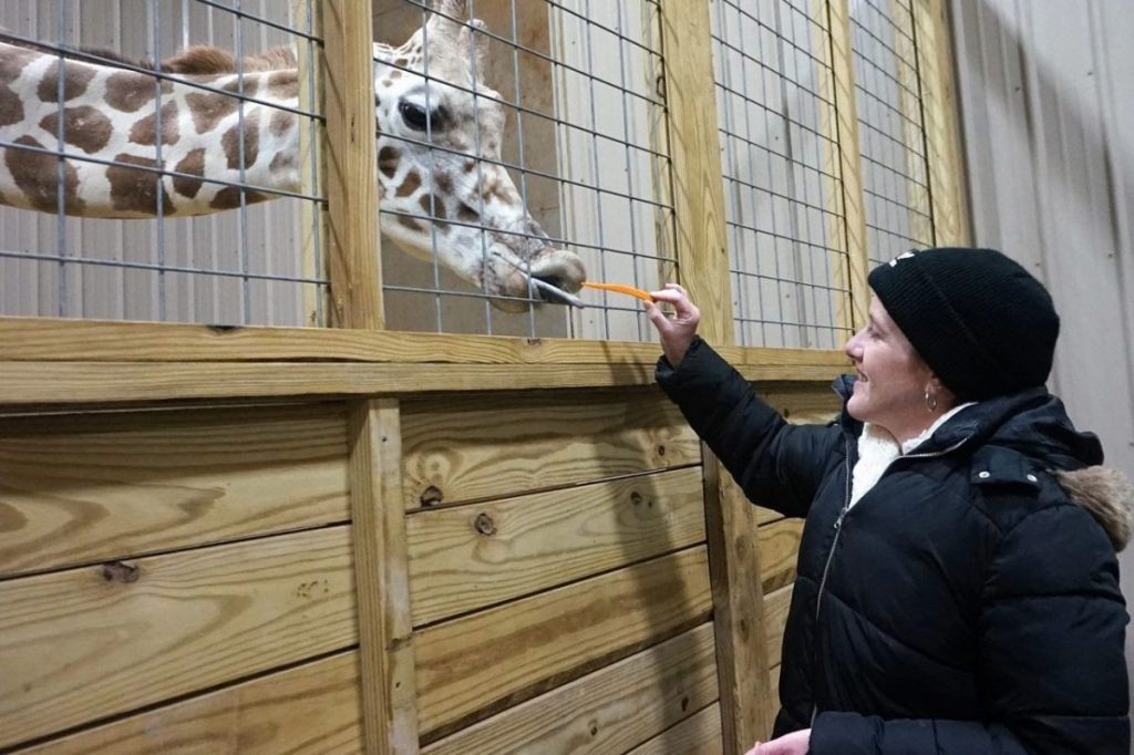 woman feeds april the giraffe carrots during a visit