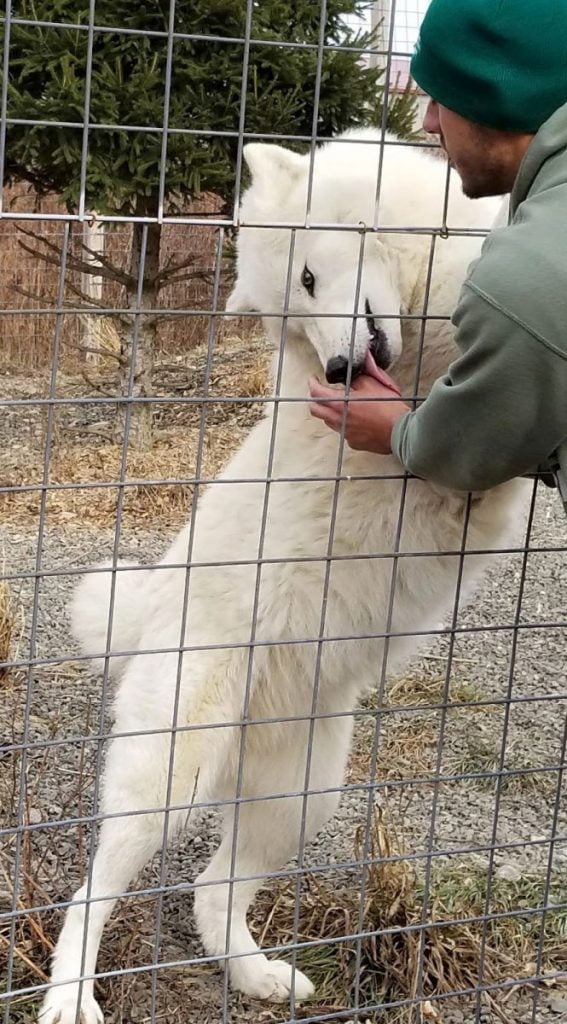 park employee plays with odin the arctic wolf through the fence and talks to park visitors about the animal