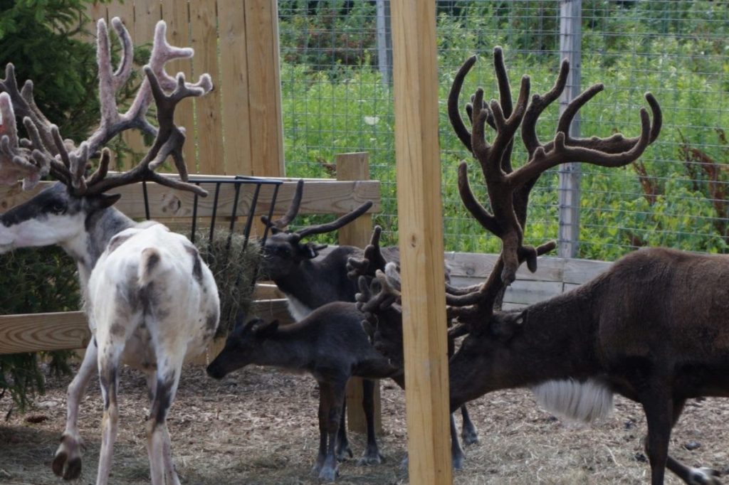 reindeer on exhibit at animal adventure park show their large velvet antlers