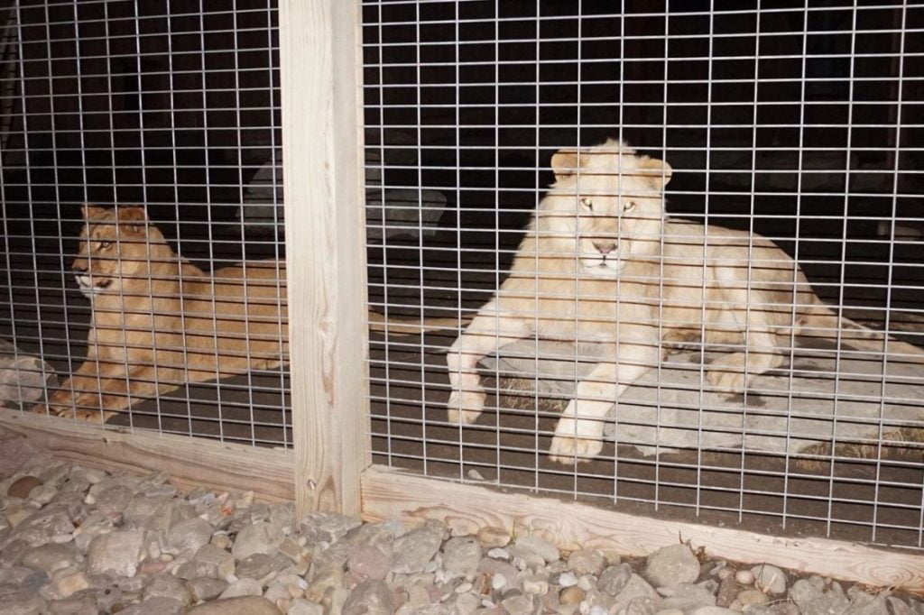 a white lion and his female companion on exhibit at night during jungle bells at animal adventure park