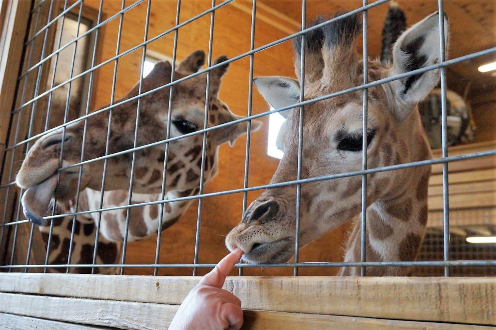 momma and baby giraffe greet a visitor who is bopping the baby on the nose