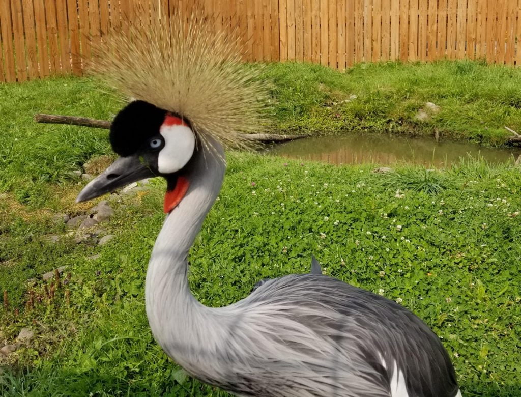 a crane with beautiful coloring and spikes on its head stands in the enclosure at animal adventure park