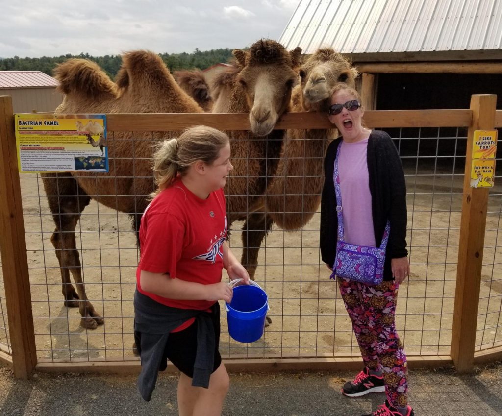 two camels reach over the fence to greet two female visitors who are chuckling about how friendly the animals are