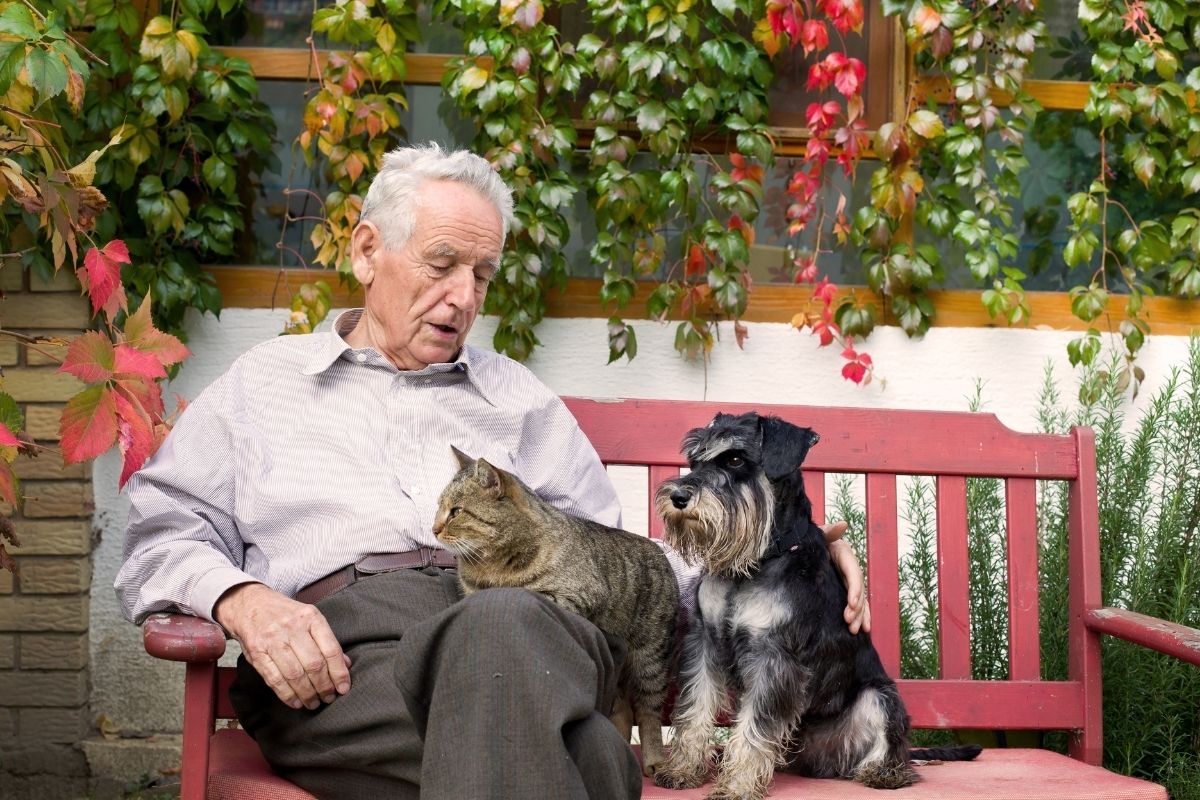 elderly man sits on a park bench with a cat on his lap and a dog next to him