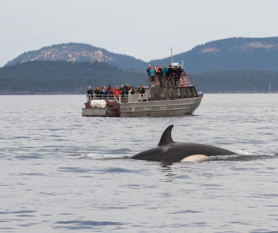 Orca whale breaches in the water with a boat of tourists watching in the background and mountains