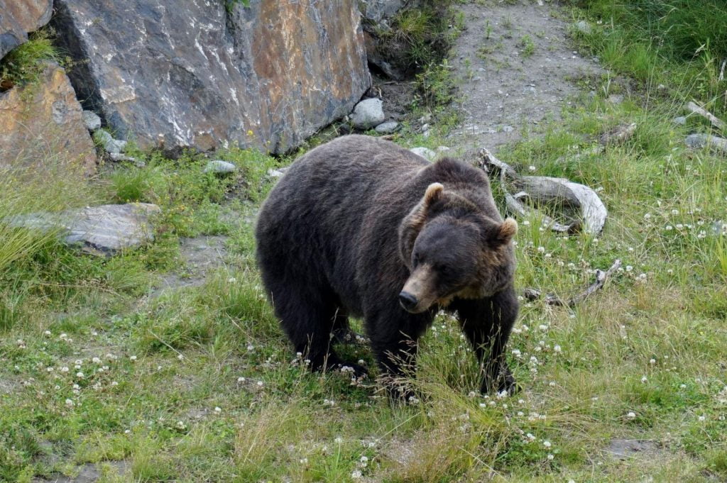 alaskan brown bear meandering through a field