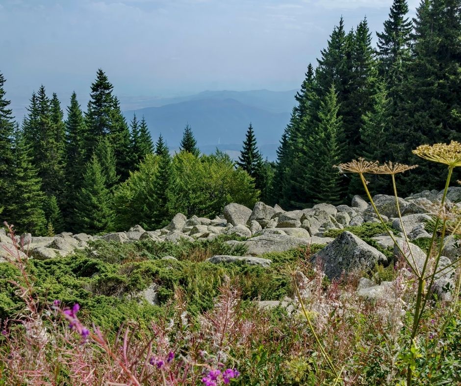 flowers and trees on a mountain edge with mountains in the background