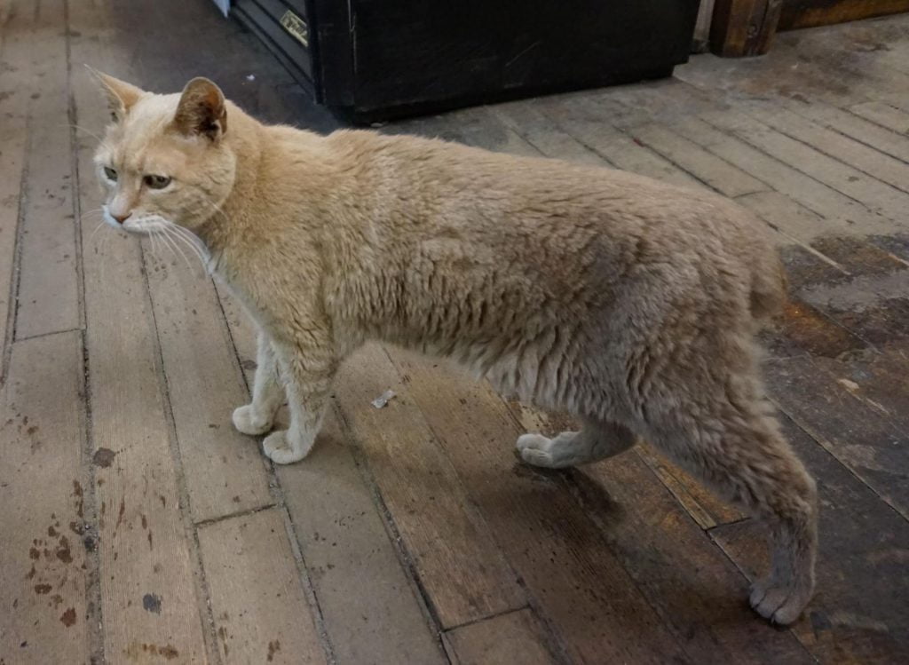 stubbs the cat mayor of talkeetna alaska