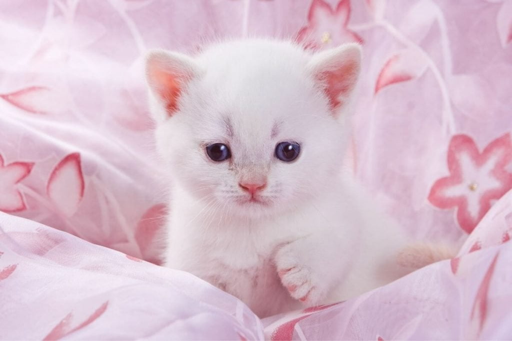 white kitten sitting in a pink blanket with her paw up in the air