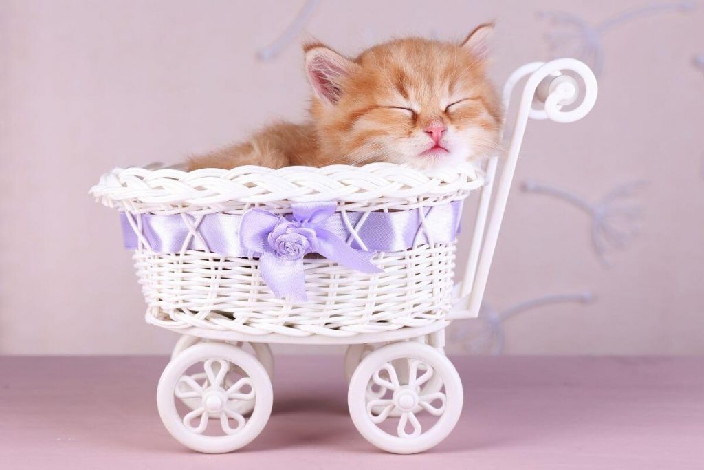 tan kitten asleep in a white wicker basket with a purple bow