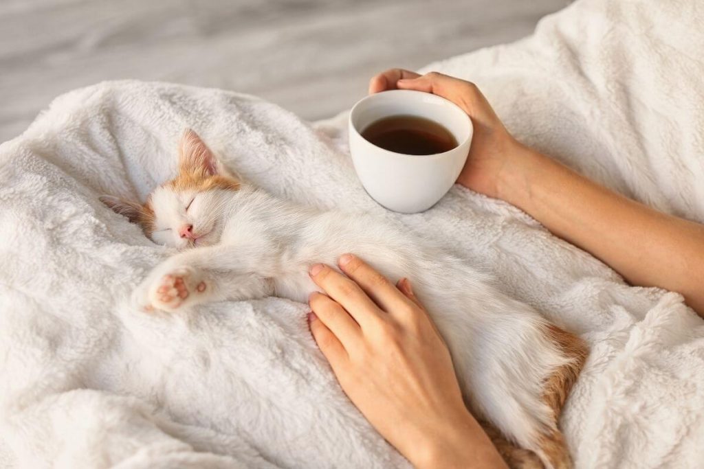 white kitten laying on a white blanket in a womans lap