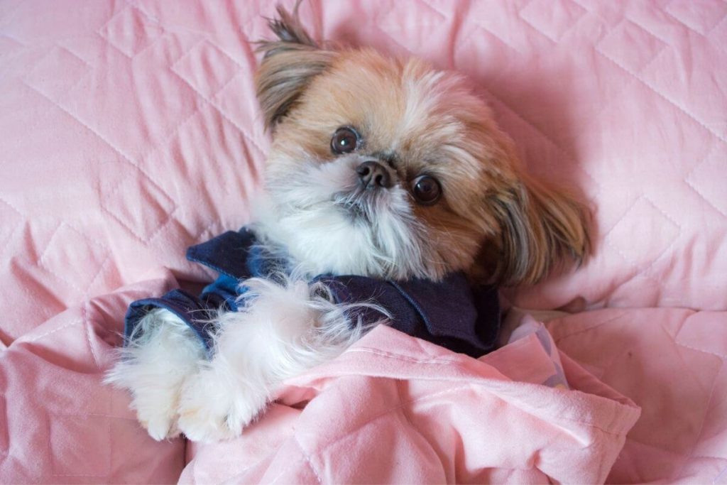 tan puppy snuggled in a pink blanket