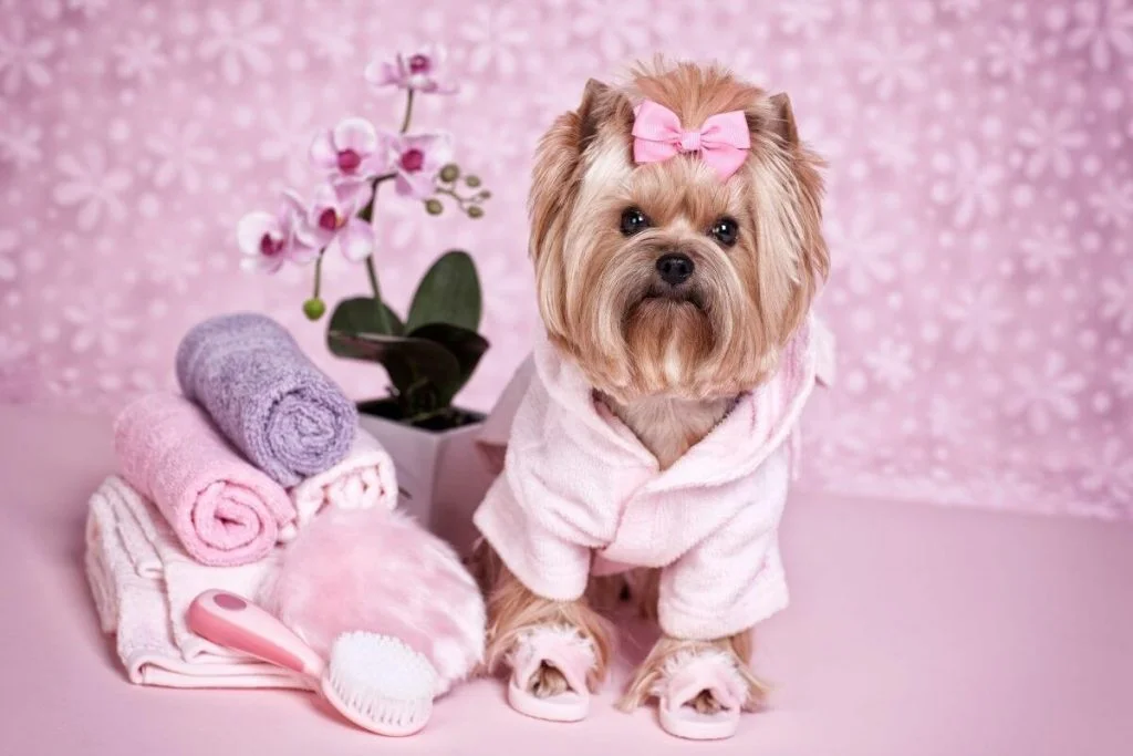 pretty girl puppy being pampered at a doggy spa with pink robe slippers hair bow flowers