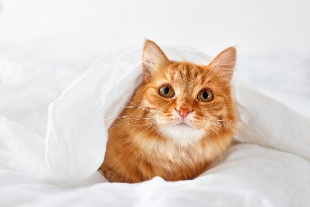 orange cat cuddled in a white blanket