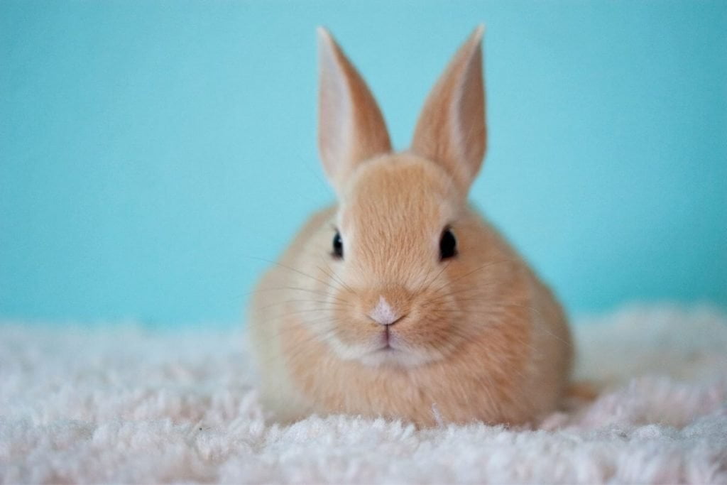 white bunny sitting on a white blanket