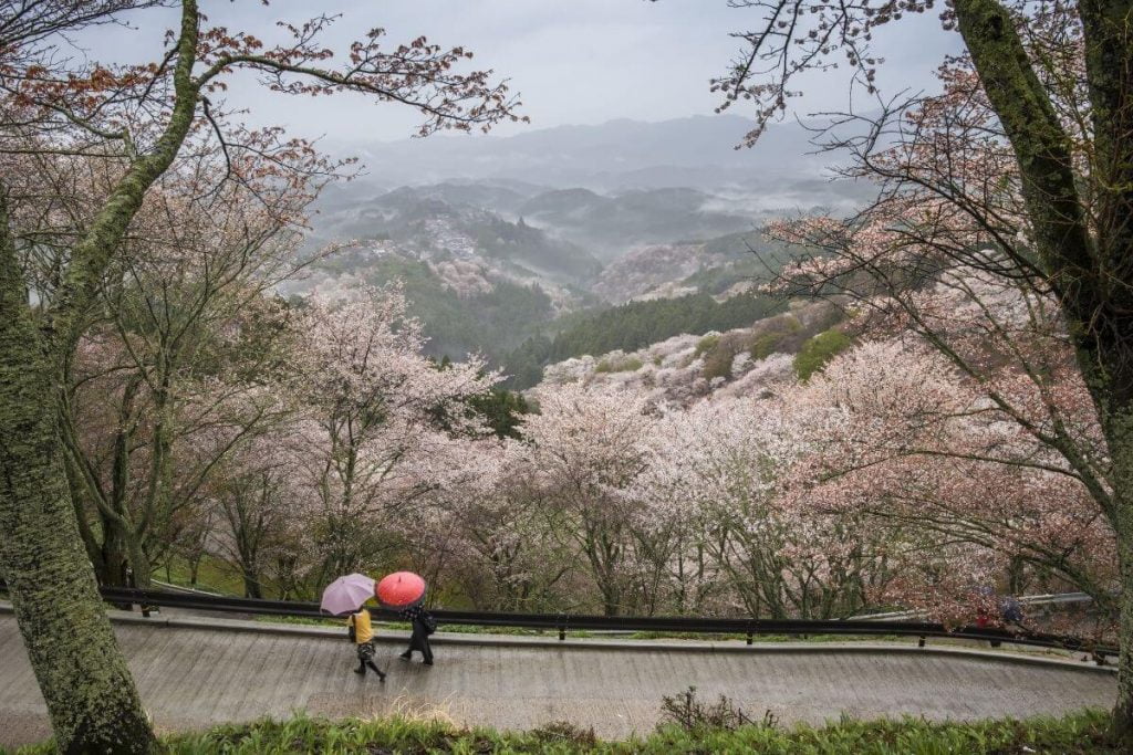 two travelers walk with umbrellas along a path in the mountains with beautiful pink trees