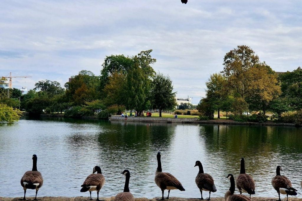 geese on the shoreline of centennial park where there is lots of family fun in Nashville