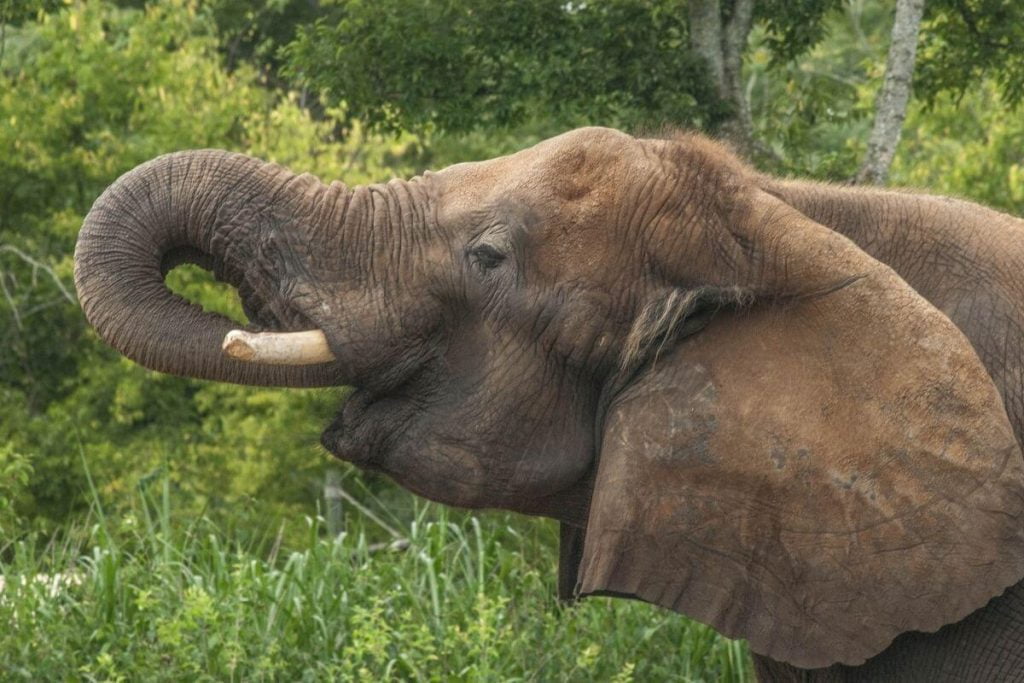 families can have lots of fun in Nashville at the zoo