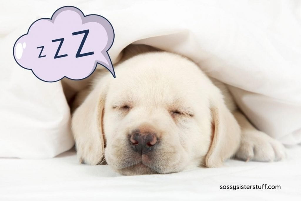 white puppy sleeping under a white blanket clearly fully relaxing and not overwhelmed