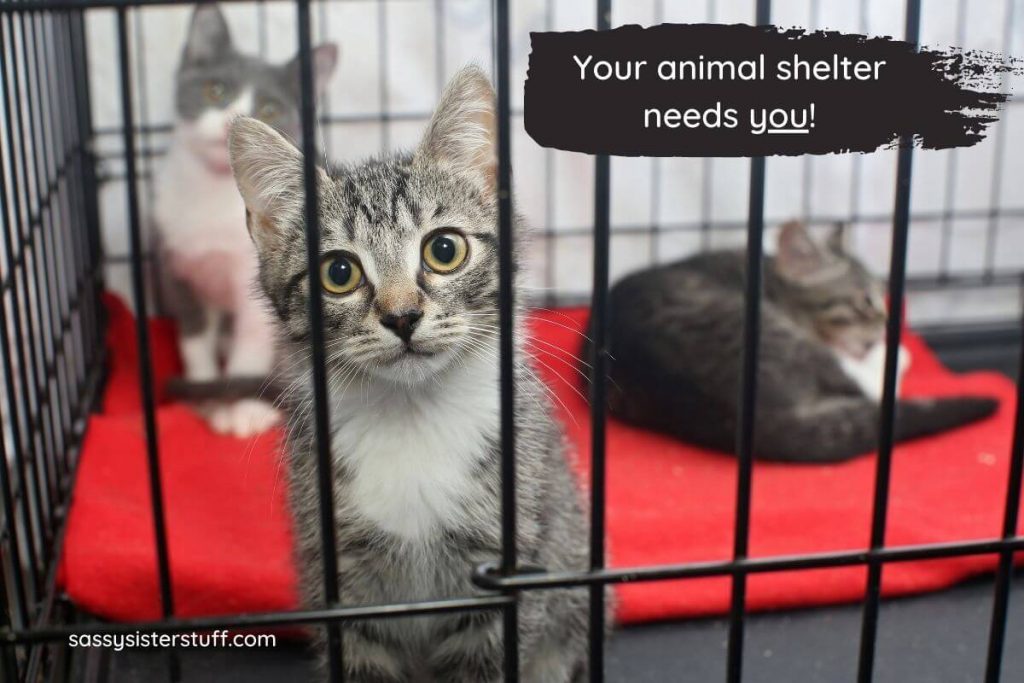 three kittens in a cage at the animal shelter and a sign that says your animal shelter needs you