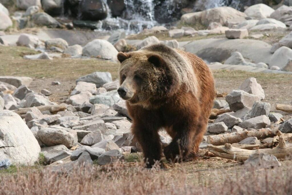 a grizzly bear walks across a park among rocks and grass