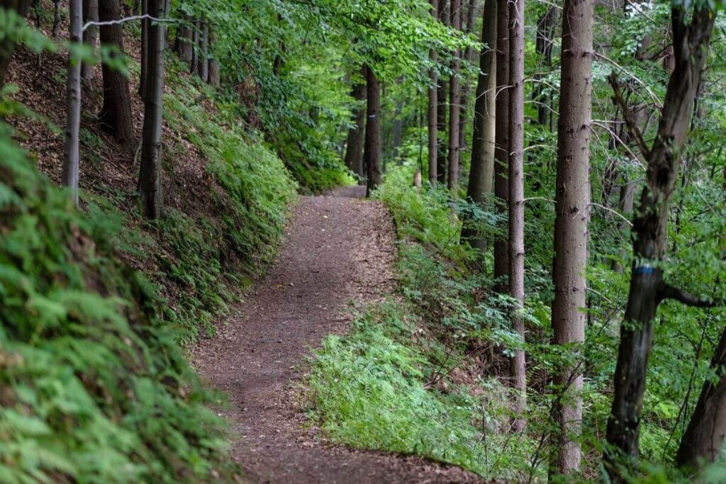 a hiking trail in a beautiful green forest