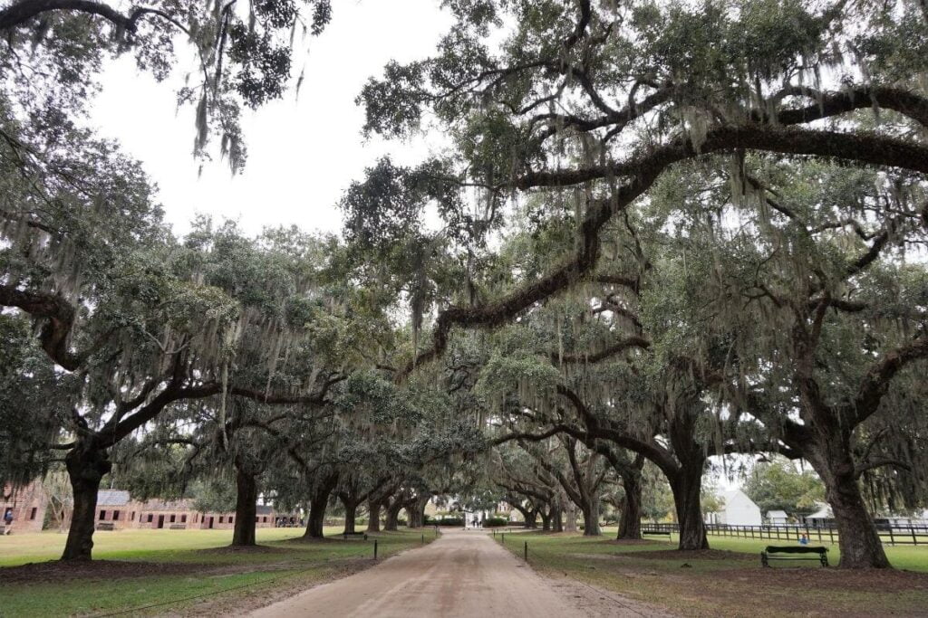 Avenue of the Oaks at Boone Hall Plantation in Charleston SC