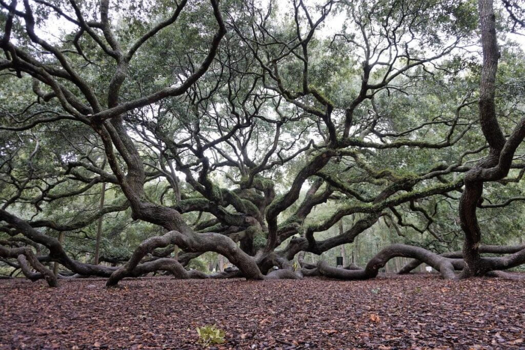 the angle oak tree in charleston south caroline