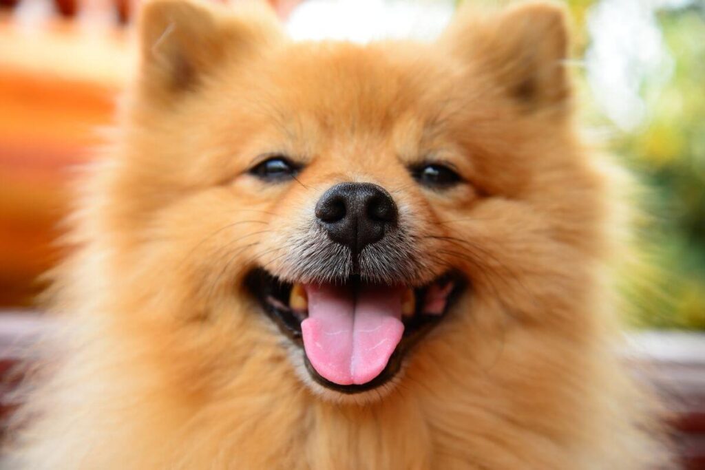 a little pomeranian puppy shows the world to keep smiling to bring more sunshine to the world