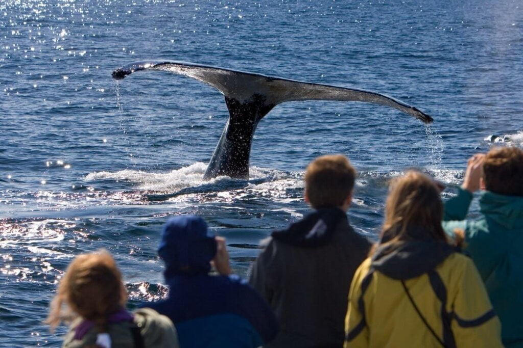 a group of tourists look at the tail of a large orca whale as it dives back down into the blue water