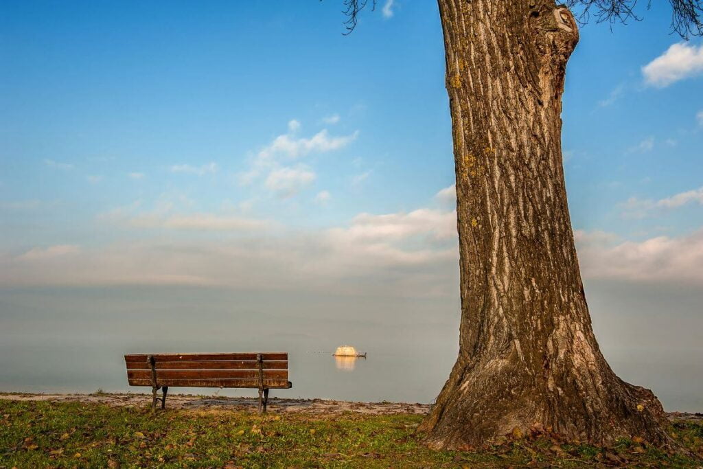 a serene photo along the shoreline with a large tree and an old bench on the shore and a boat out in the distance in the water showing a real sense of peace and tranquility