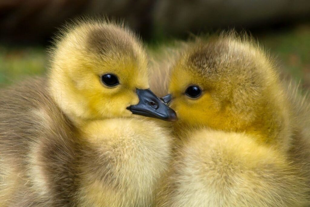 close up of two ducklings cuddled together