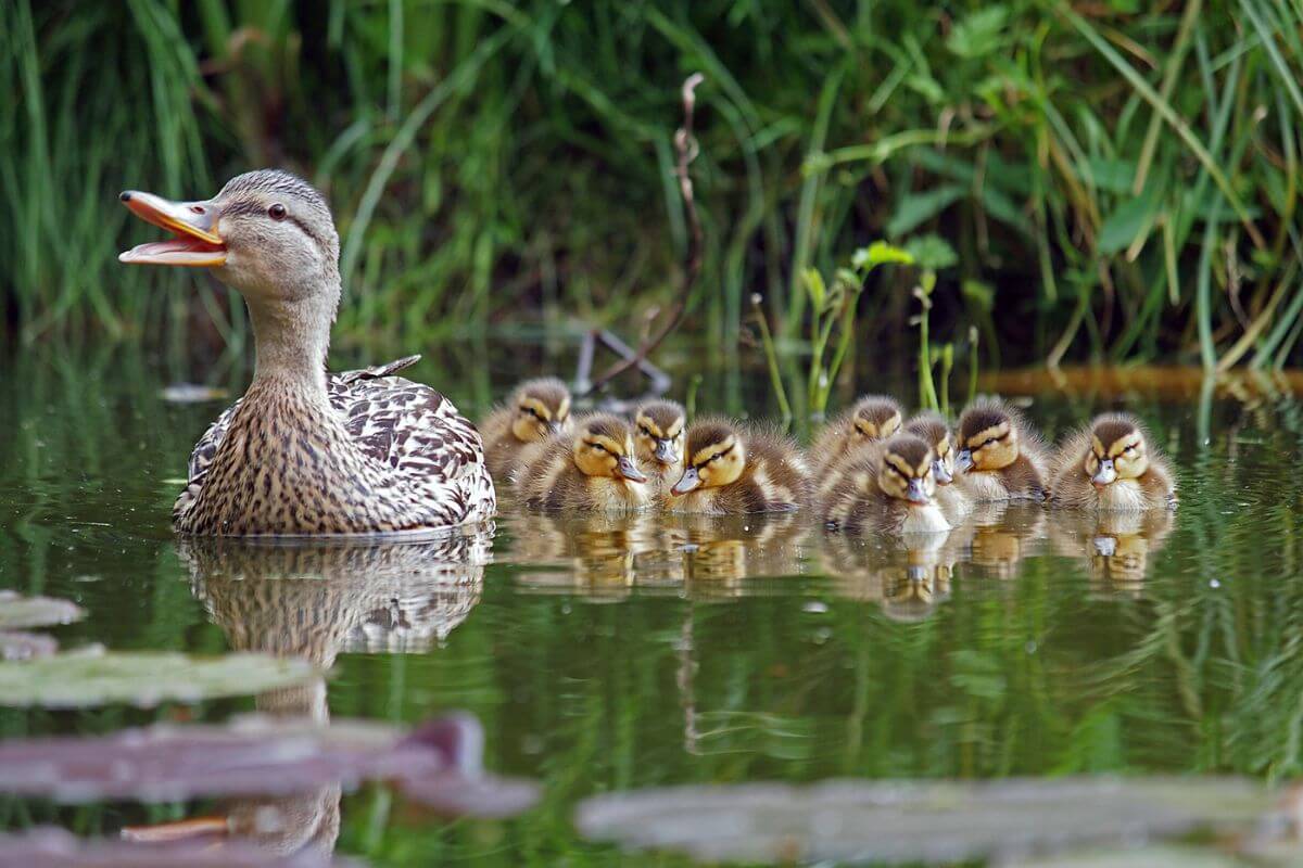 9 Valuable Life Lessons From Ducks Let s Dive In Sassy Sister Stuff