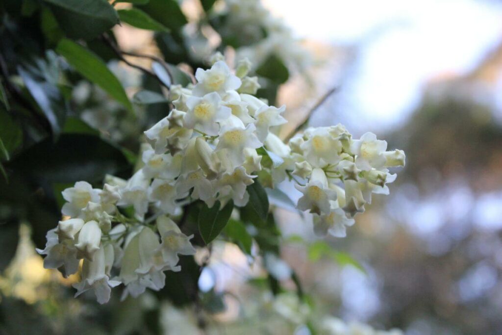 small white fragrant flowers on a green bush