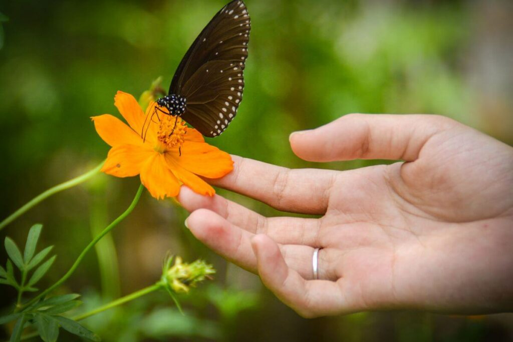 a petite female hand touches the underneath of an orange flower where a butterfly sits.