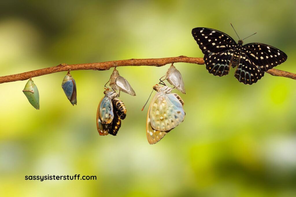 a photo of five stages of a butterfly's life showing transformation