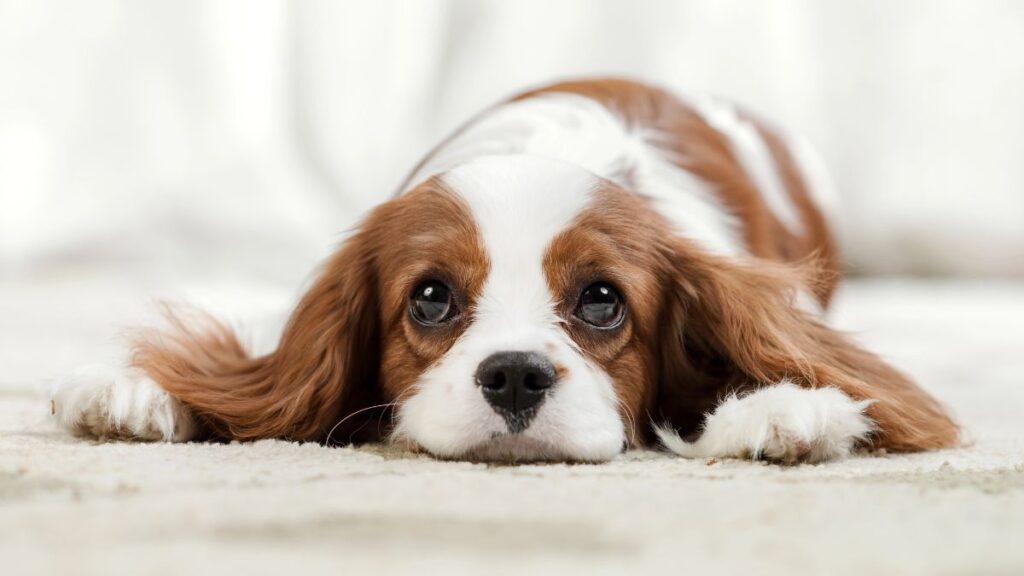 Cavalier King Charles