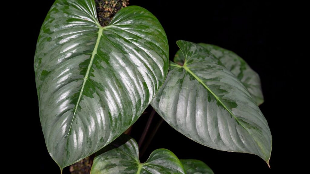 Silver philodendron