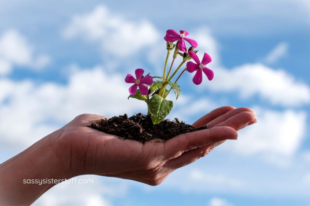 female hand hold three little flowers growing in her hand of soil.