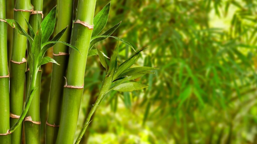 bamboo 