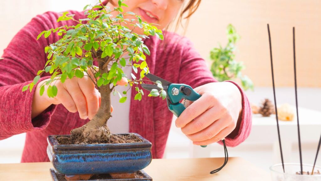 bonsai tree