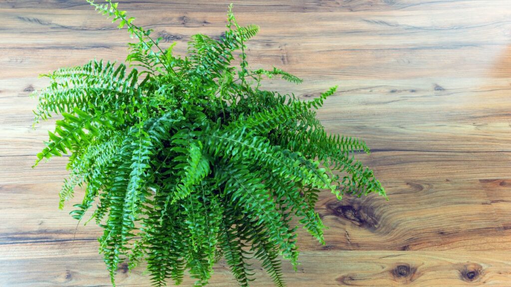 boston fern