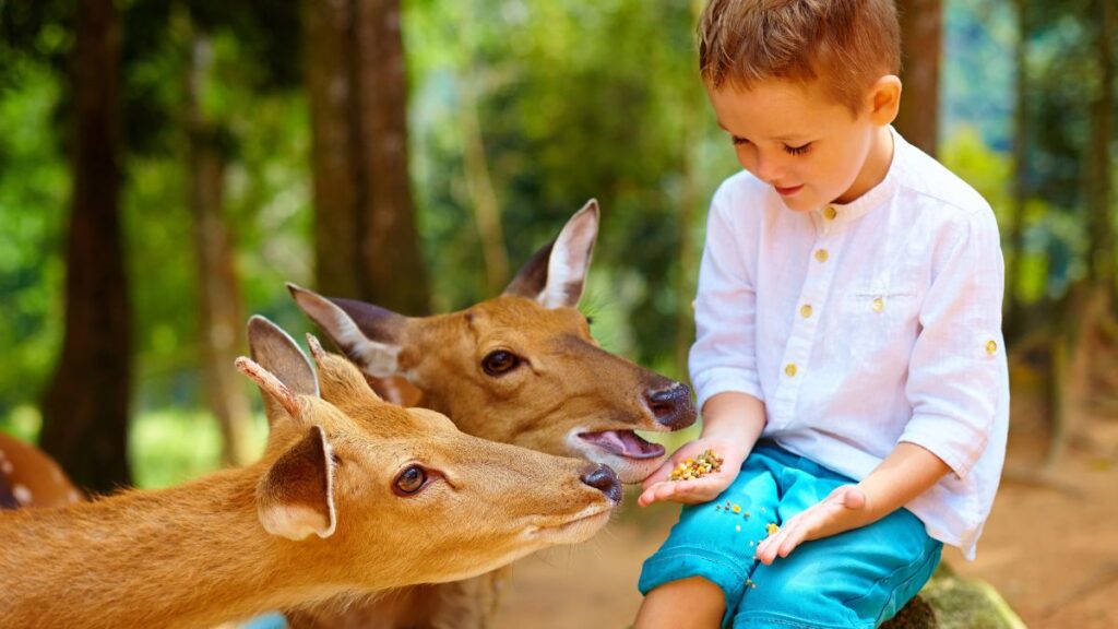 boy feeding deer