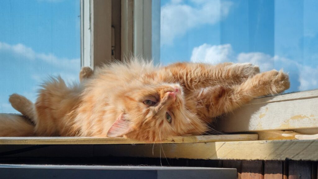 cat sleeping in window